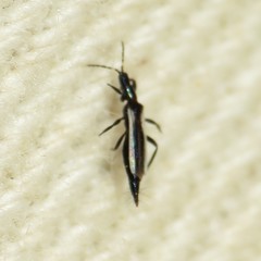 Erythrothrips arizonae