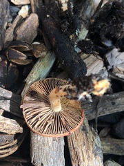 Leratiomyces ceres