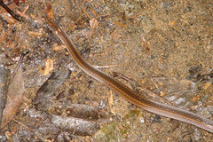 Slender Smooth Snake photo 2