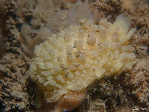 Warty Doris, Schouwen-Duiveland, Nederland, photo 7 of 10