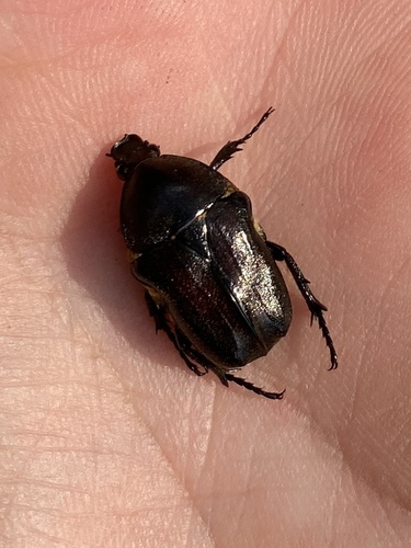 Cosmiomorpha setulosa