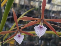 Encyclia bractescens