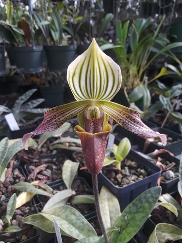 Urban's Paphiopedilum (Paphiopedilum urbanianum)