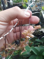 Dendrobium floresianum