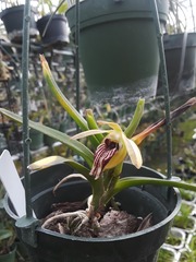 Vanda cristata