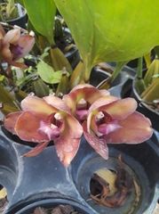 Bifrenaria