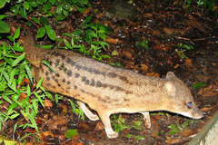 Fossa fossana