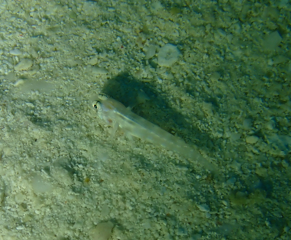 Eyebar goby