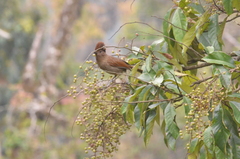 Grammatoptila striata