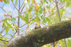 Tamiops mcclellandii