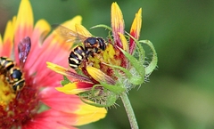 Dianthidium