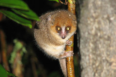 Microcebus rufus