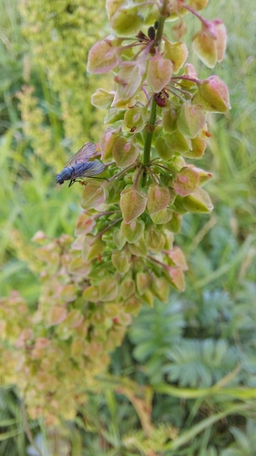 Limestone Snipefly