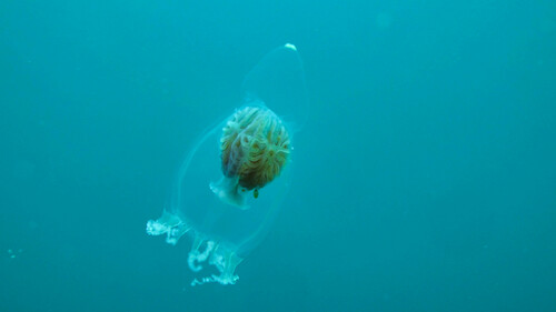 Representative image of Leuckartiara octona