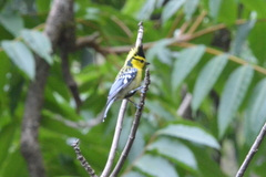 Machlolophus spilonotus