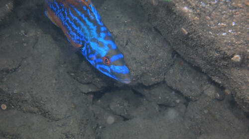 Photo of Cuckoo Wrasse (Labrus mixtus)
