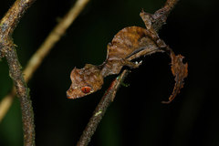Uroplatus phantasticus