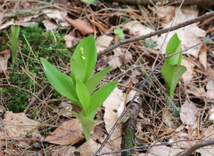 Clintonia
