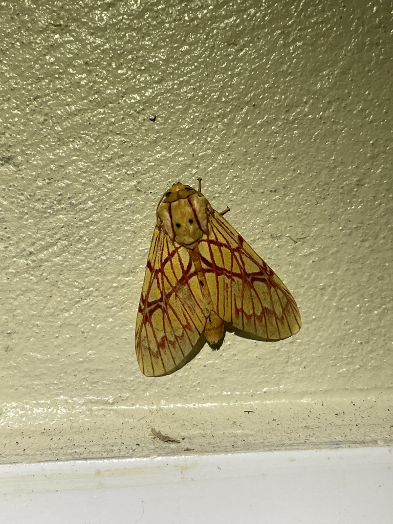 Hypidalia sanguirena
