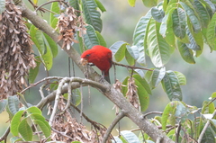 Carpodacus sipahi