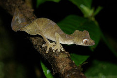 Uroplatus phantasticus