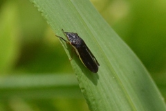 Homalodisca insolita