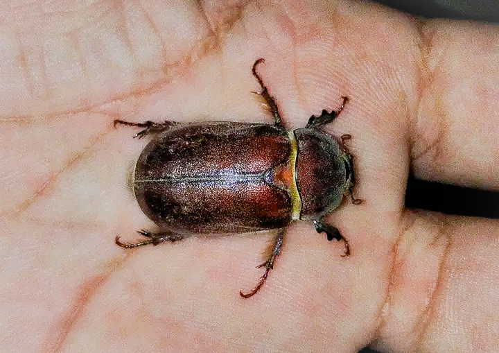 Cryptotrogus