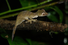 Uroplatus phantasticus