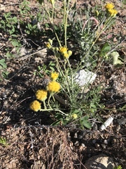 Acamptopappus sphaerocephalus