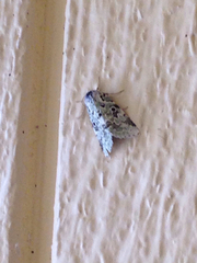 Bryolymnia viridata