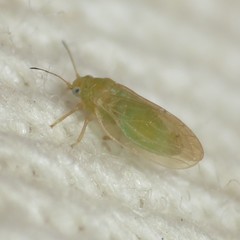 Ceanothia ceanothi