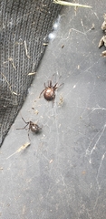 Latrodectus geometricus
