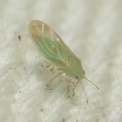 Ceanothia ceanothi