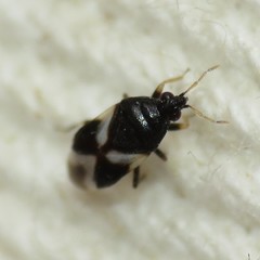 Orius tristicolor