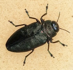 Actenodes