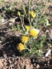 Acamptopappus sphaerocephalus