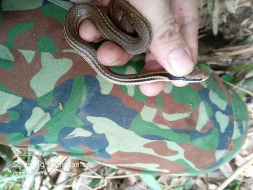 Günther's Reed Snake