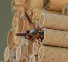 Euodynerus hidalgo hidalgo