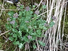 Cardamine purpurea