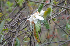 Gardenia jasminoides