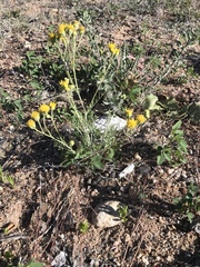 Acamptopappus sphaerocephalus