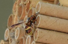 Euodynerus hidalgo hidalgo
