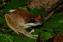 Guibemantis depressiceps