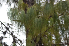 Pinus roxburghii