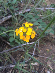 Erysimum capitatum capitatum