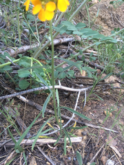 Erysimum capitatum capitatum