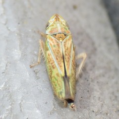 Graphocephala ignava