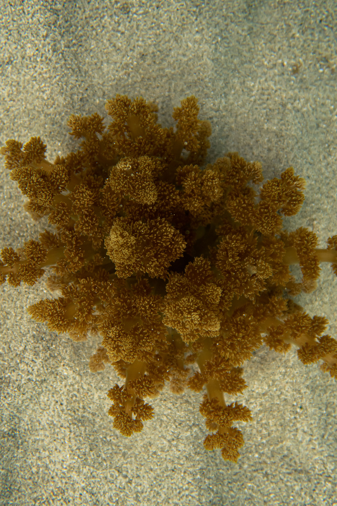 Actinodendron arboreum (Quoy & Gaimard, 1833)