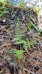Cystopteris bulbifera