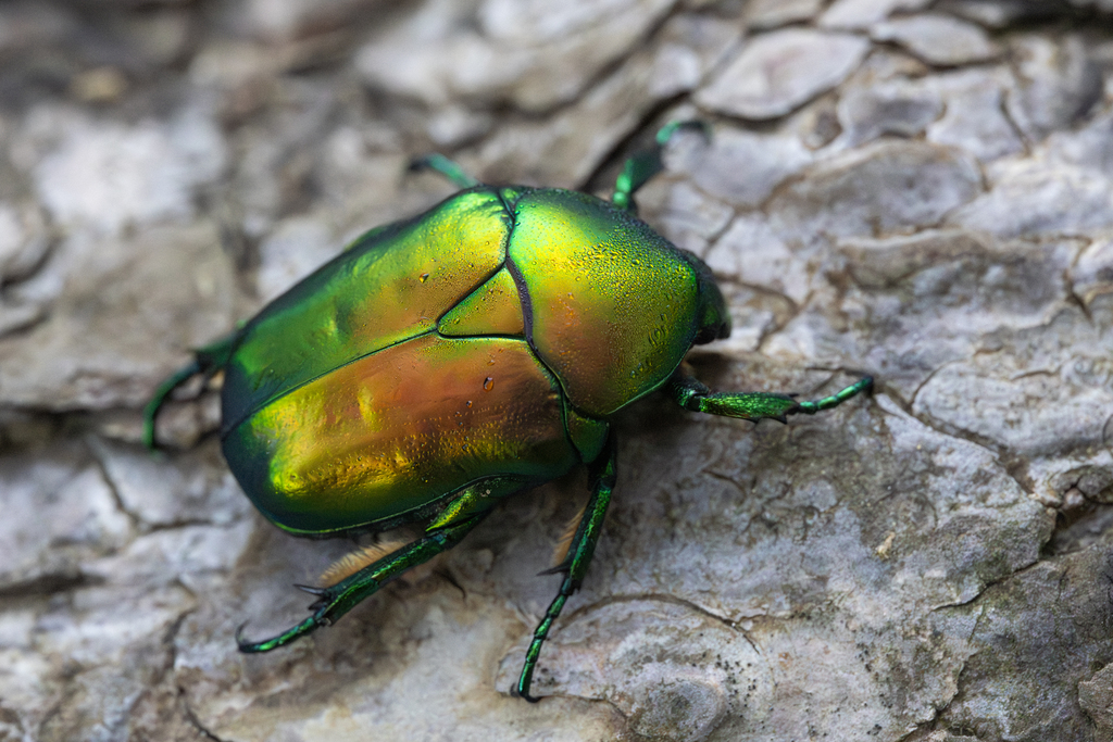 Big Rose-chafer, photo 1 of 7